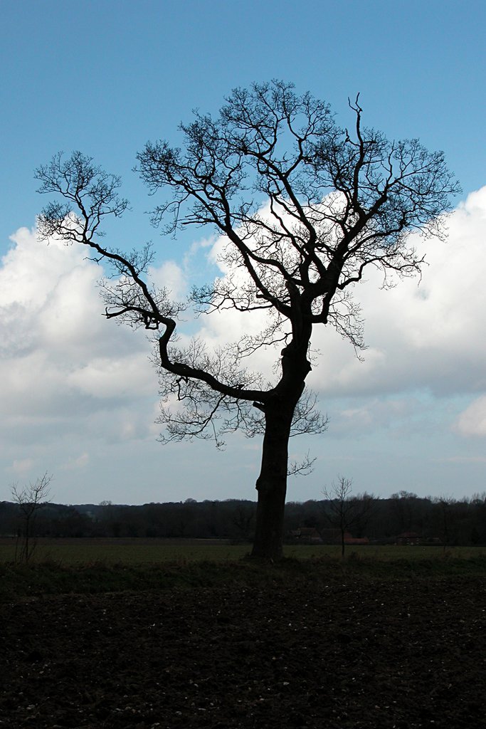 Trees in silhouette