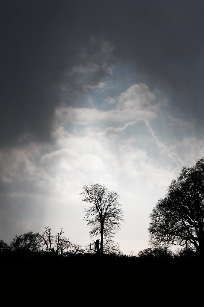 Trees in silhouette