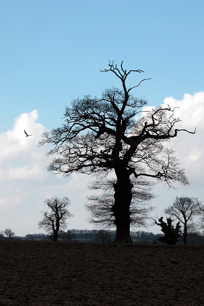 Trees in silhouette