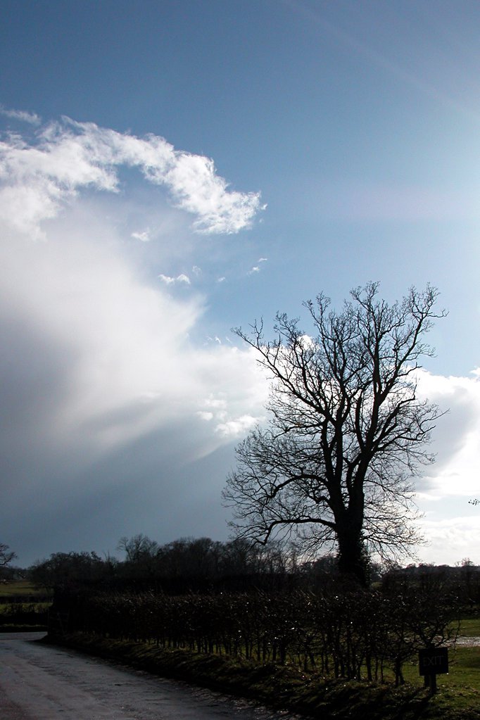 Trees in silhouette
