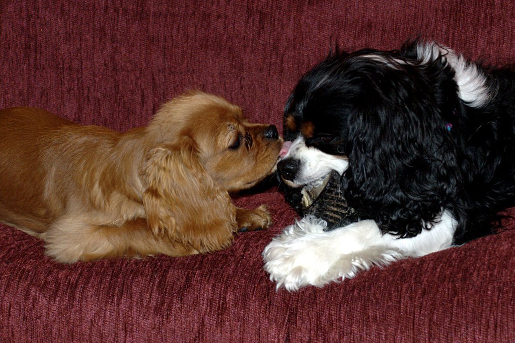 Puppy love? Puppy love?