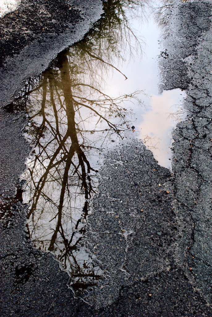 Puddle tree