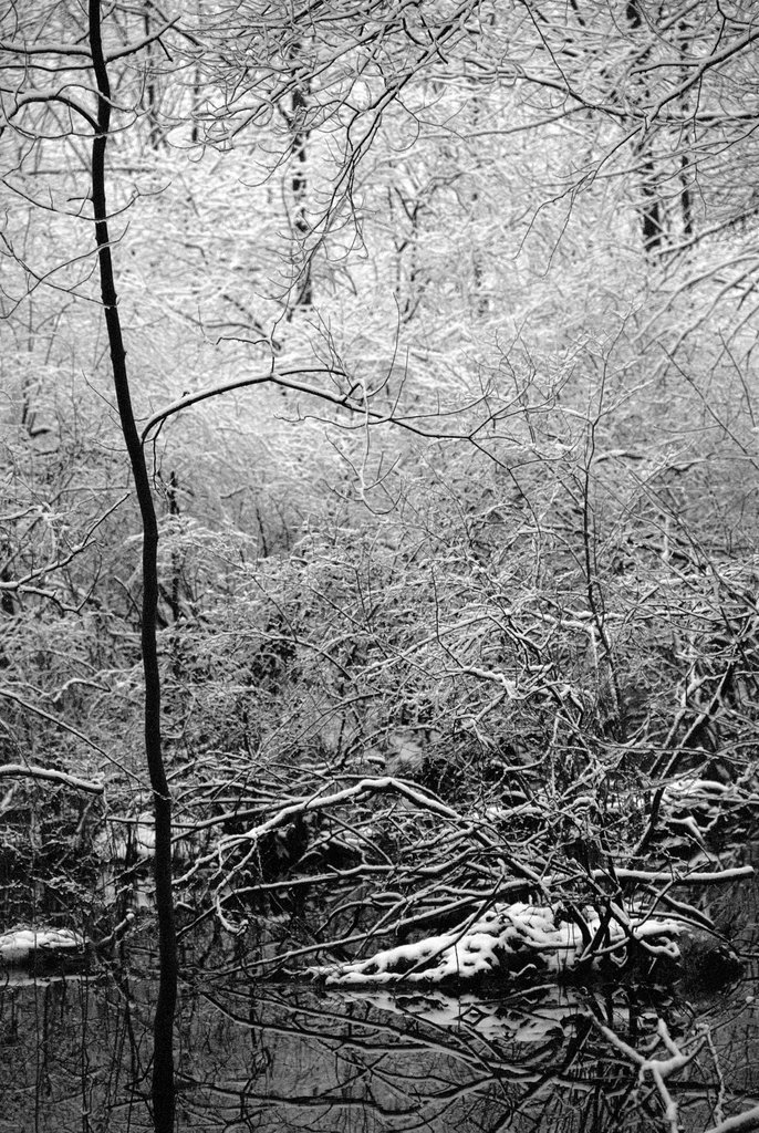 Snowy woods Snowy woods