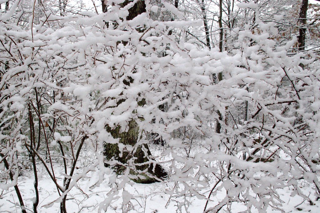 Snowy network Snowy network