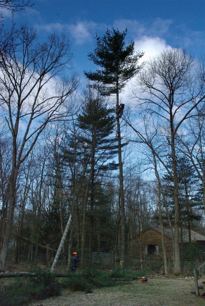 Tree climber
