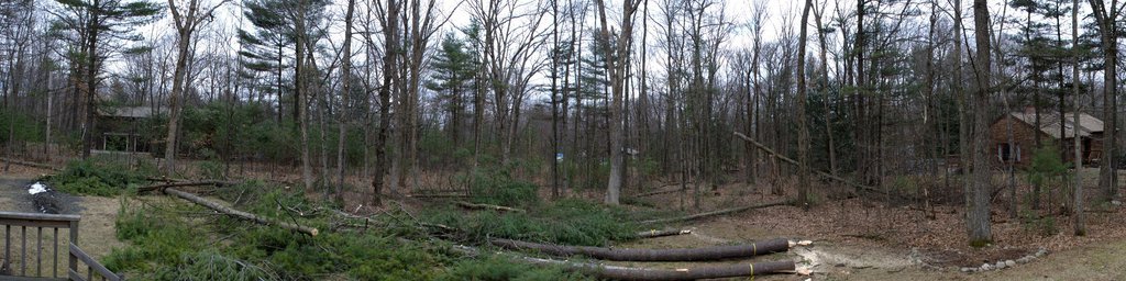Backyard during
