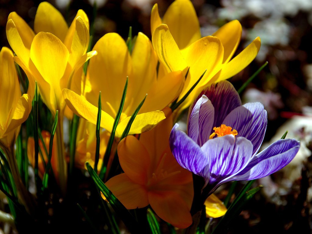 Yellow and blue crocus Yellow and blue crocus