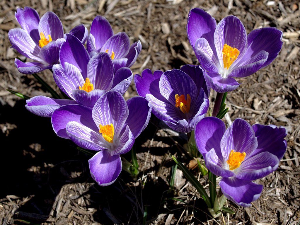 Crocus Crocus