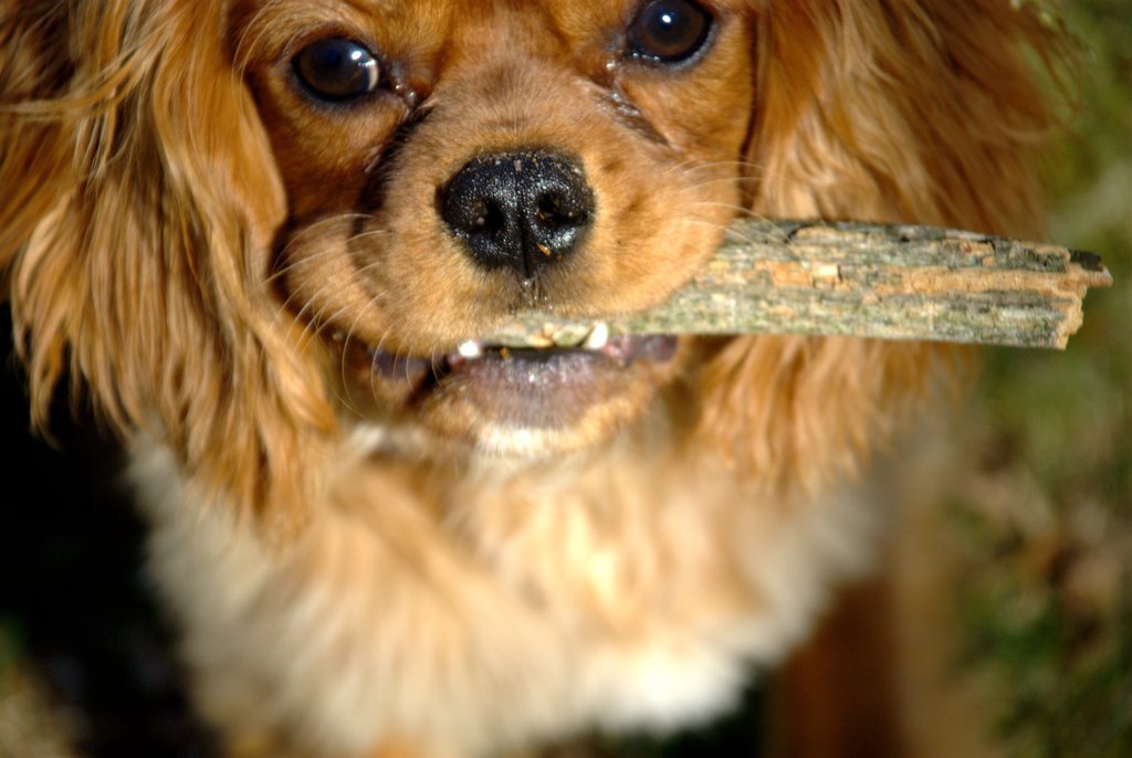 Becket's stick Becket's stick