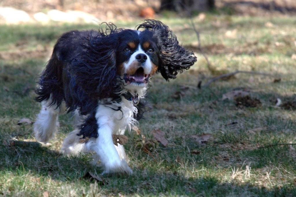 Ralphie romp Ralphie romp