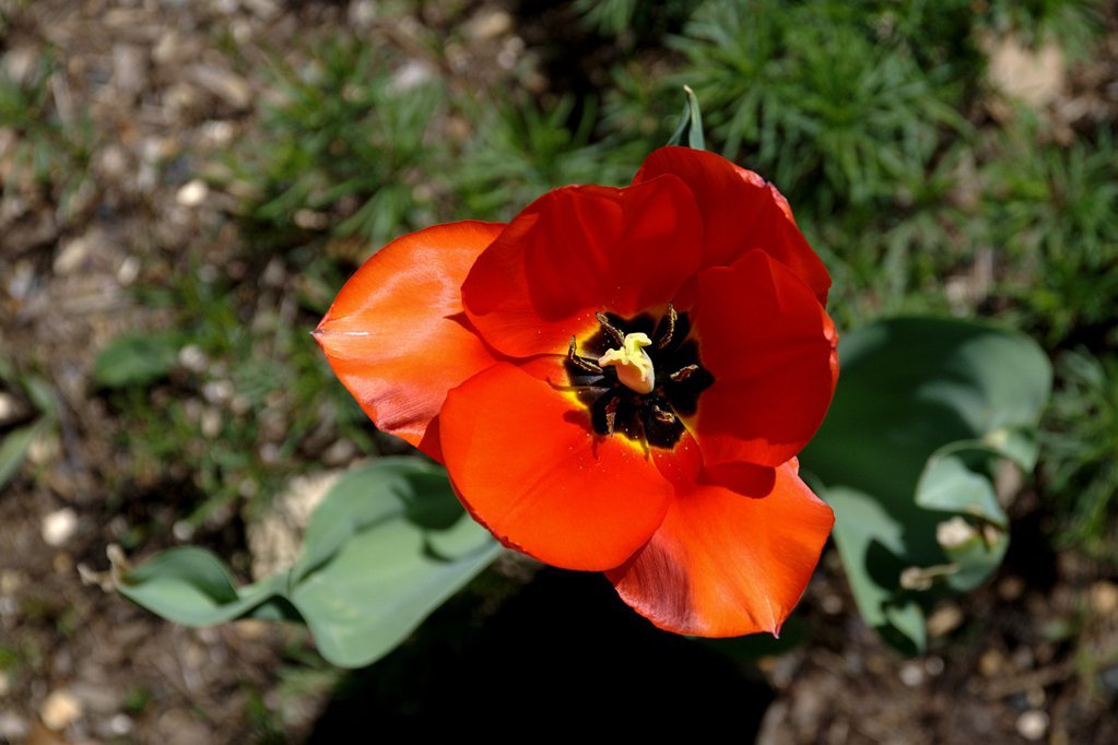 Fiery tulip
