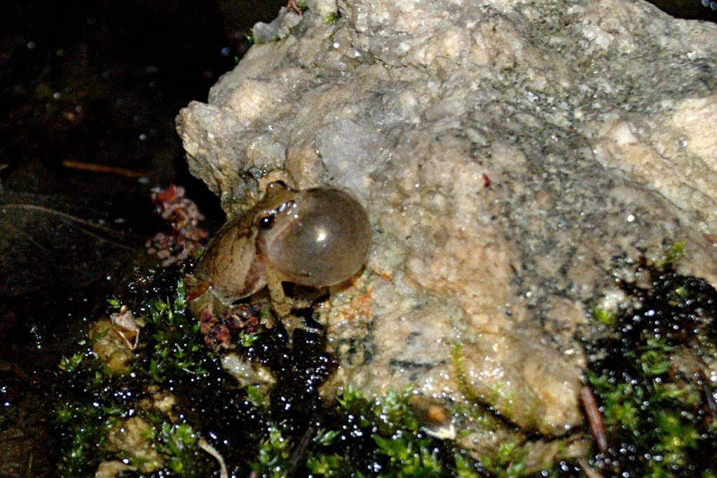 Spring peeper