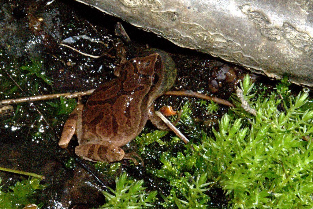 Spring peeper