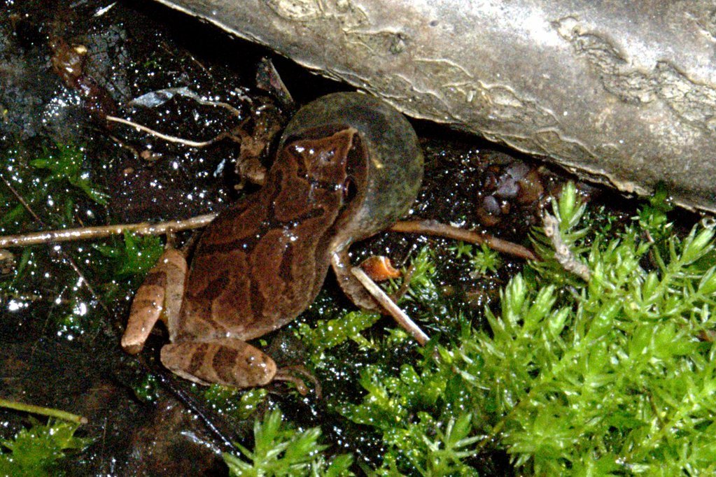Spring peeper