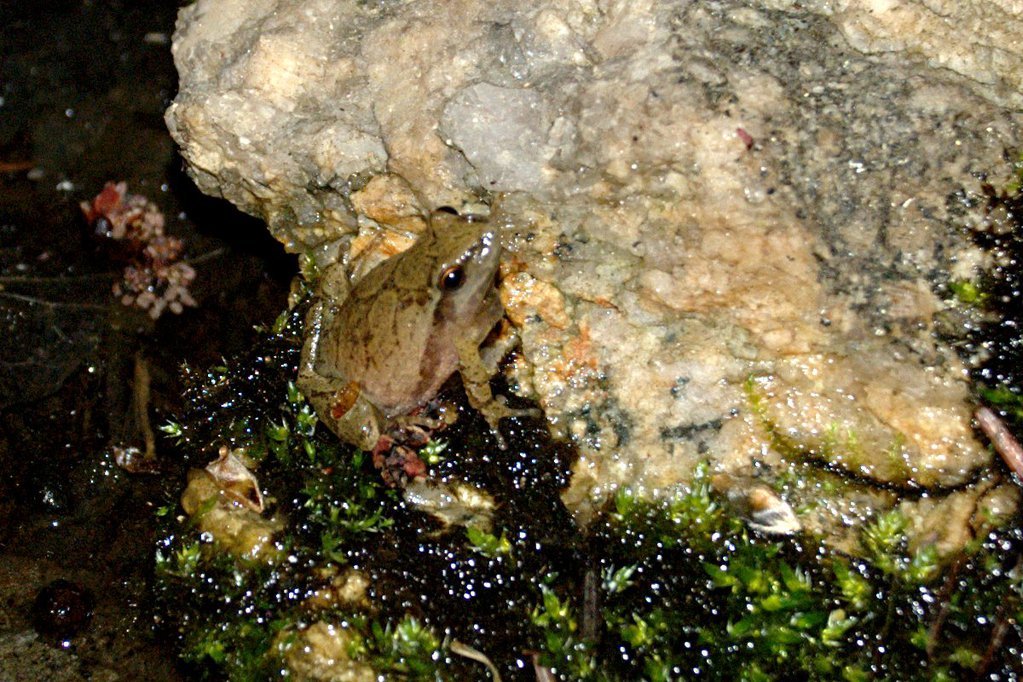 Spring peeper