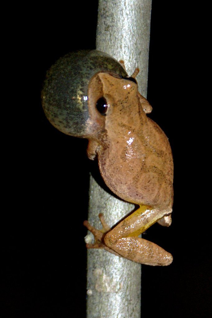 Spring peeper