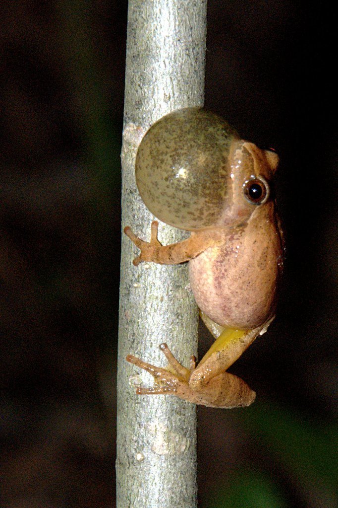 Spring peeper