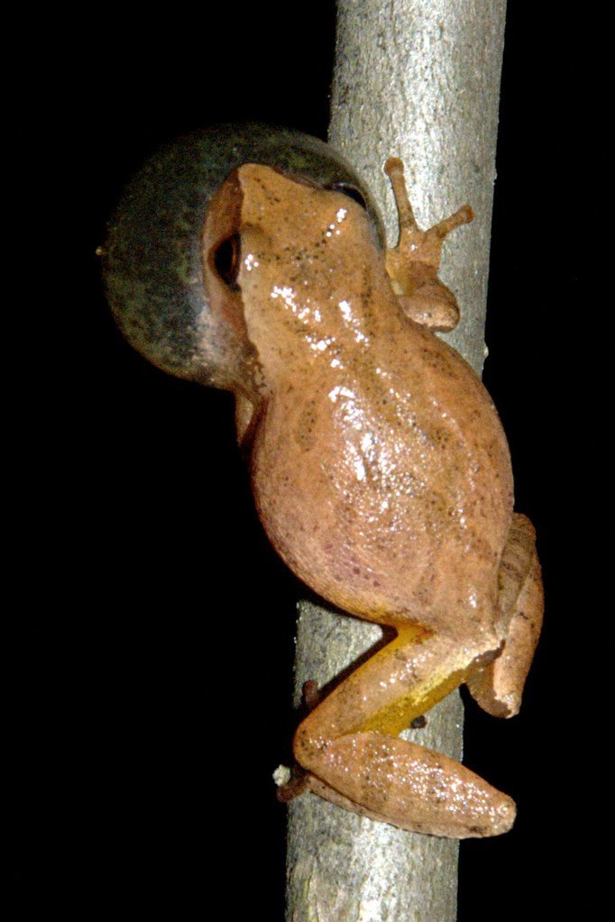 Spring peeper