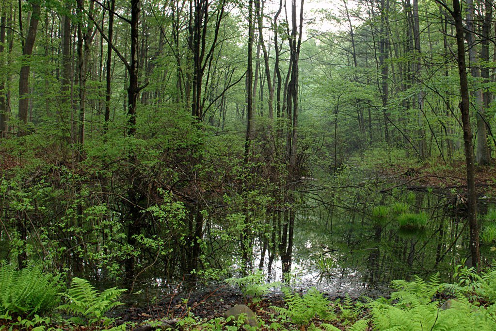 Verdant pond