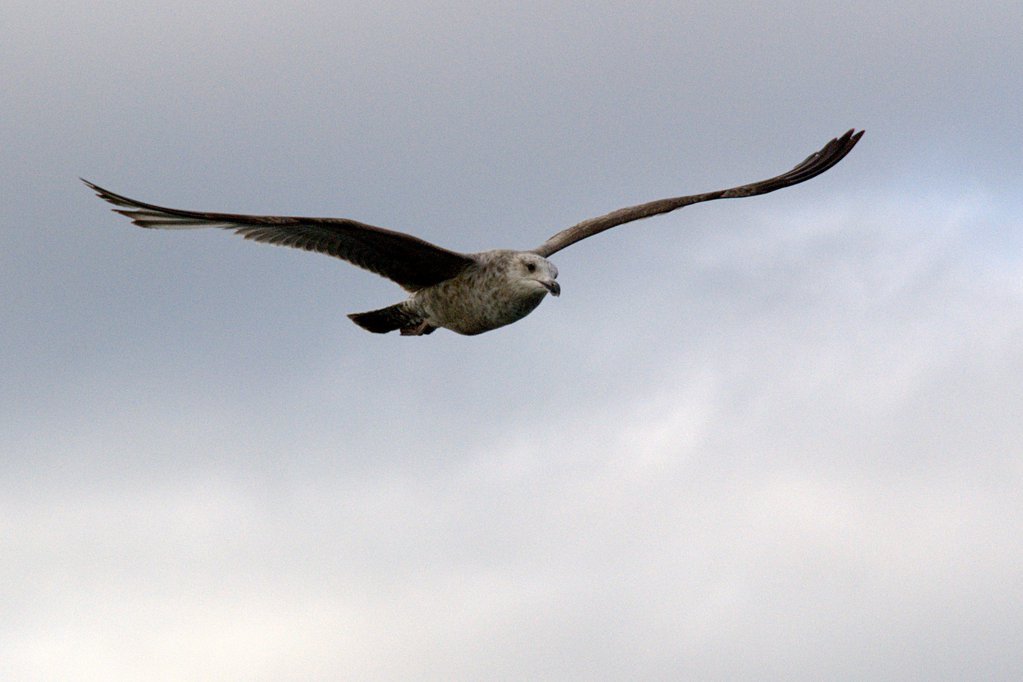 Seagull