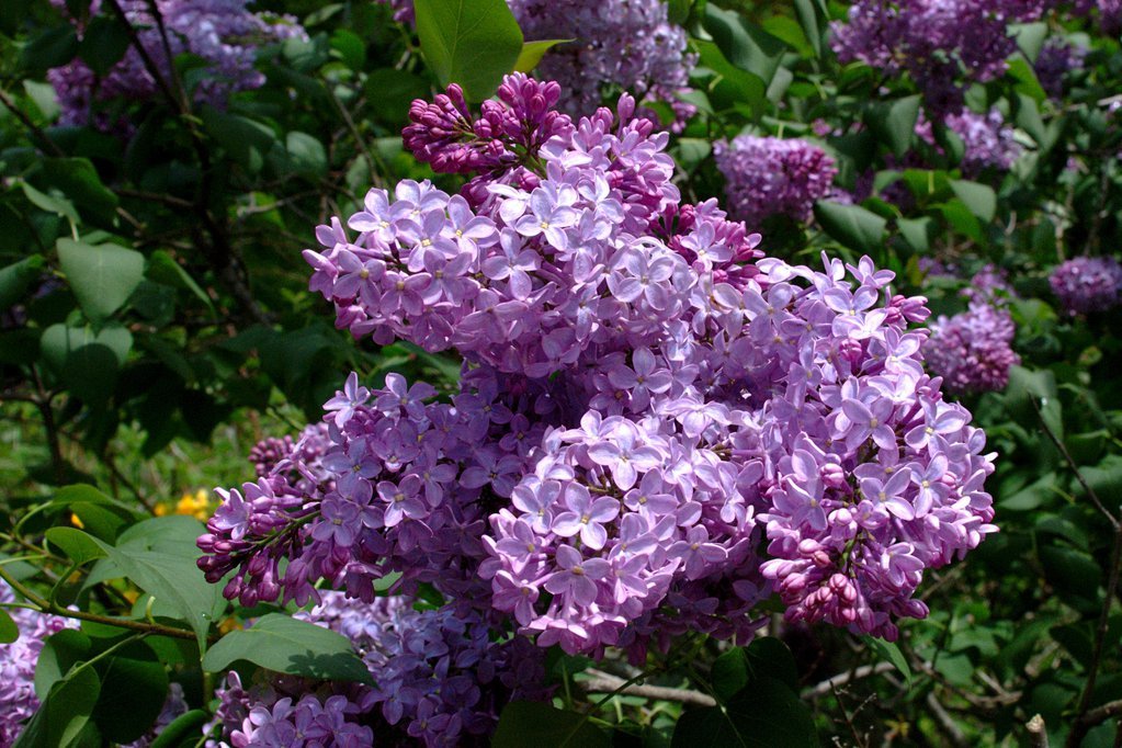 Lilac Lilac