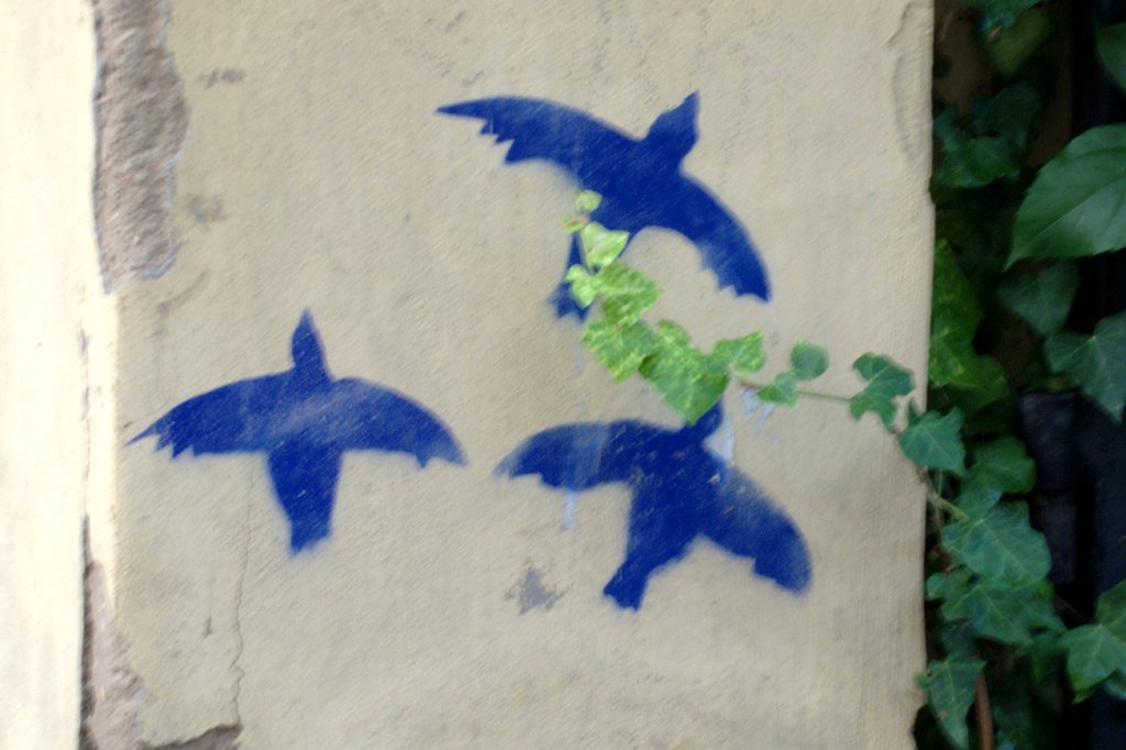 Birds