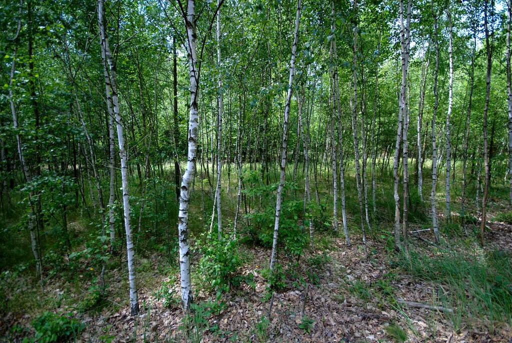 Birches