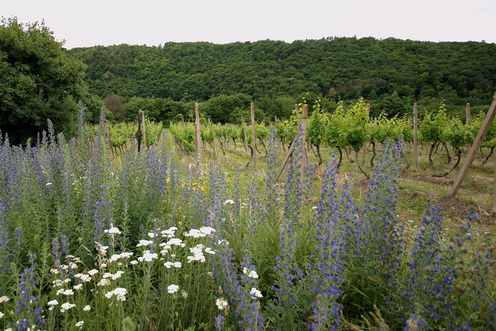 Vineyard