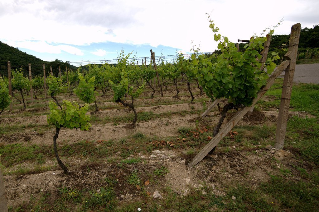 Vineyard