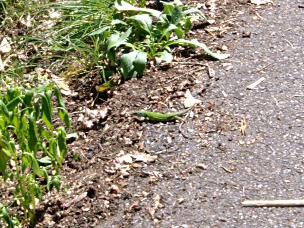 Lizard