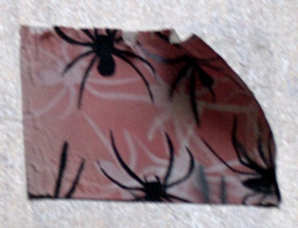 Spiders