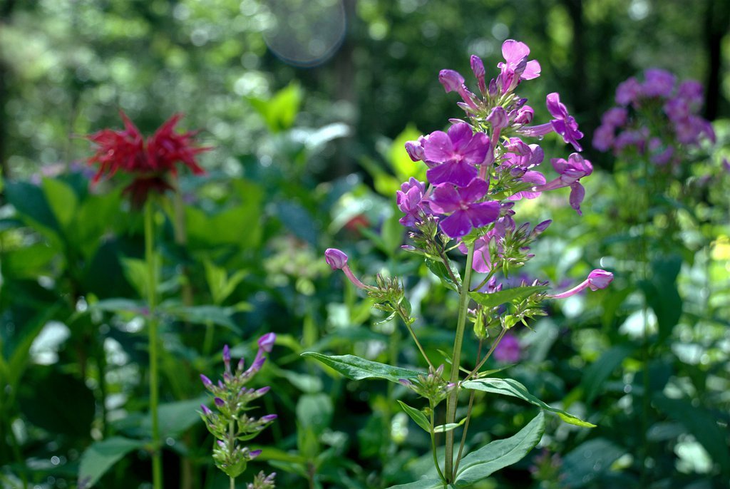 Magenta