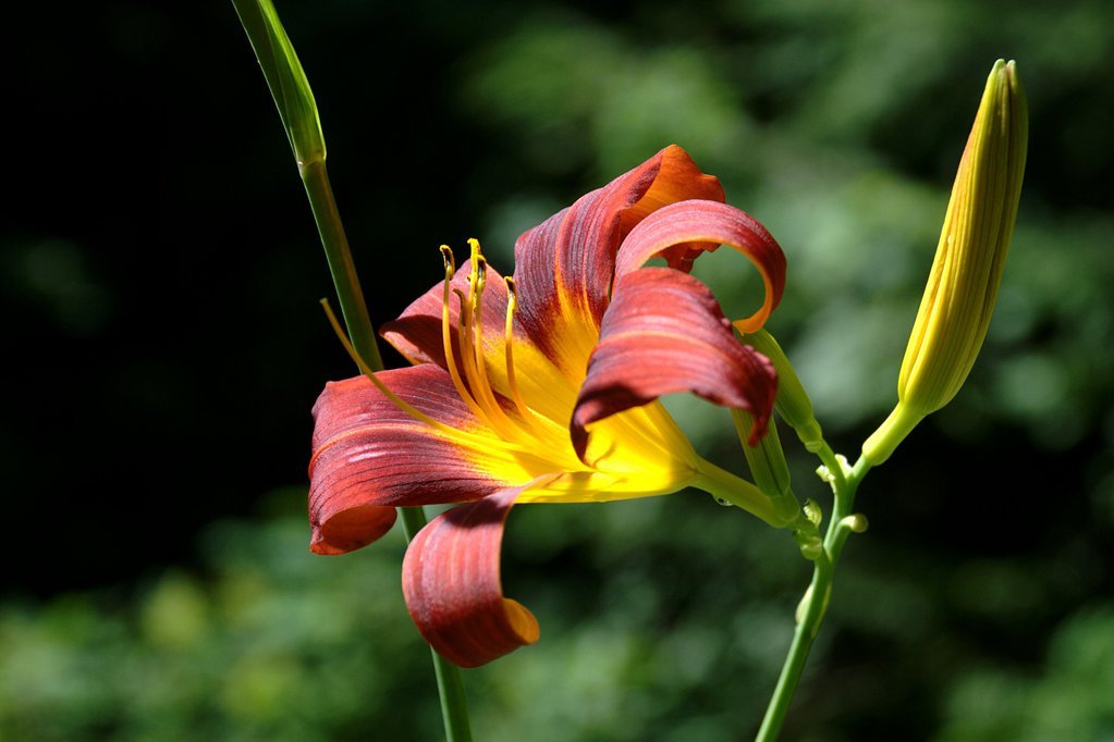 Red and yellow