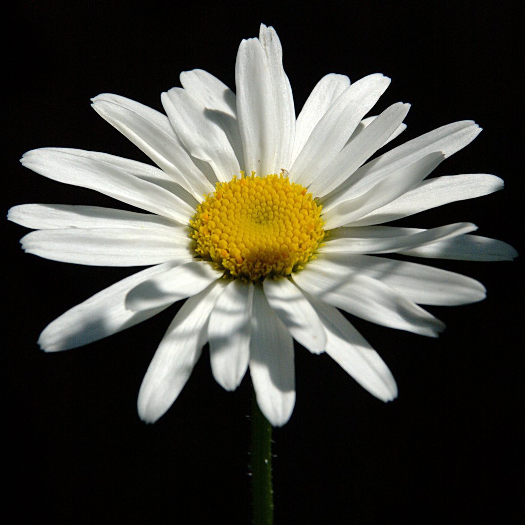 Daisy