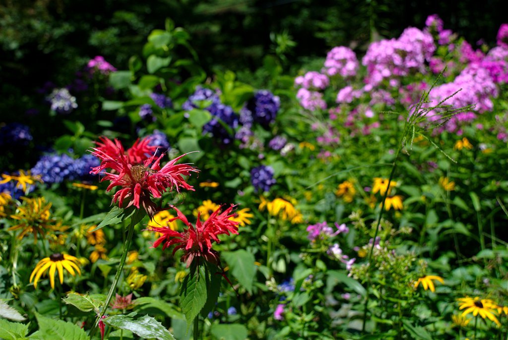Summer colors