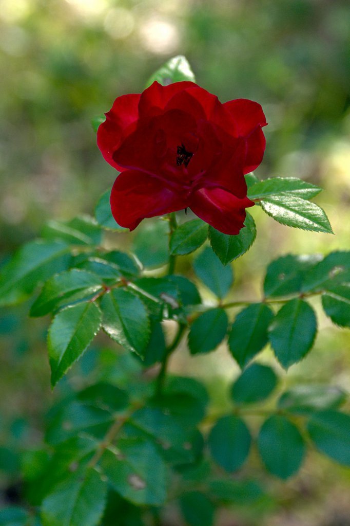 Red Red Rose