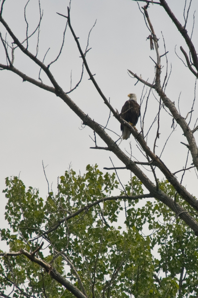 Bald eagle