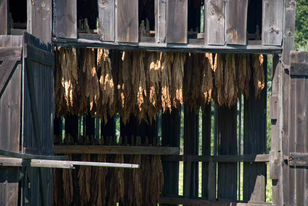Drying tobacco Drying tobacco