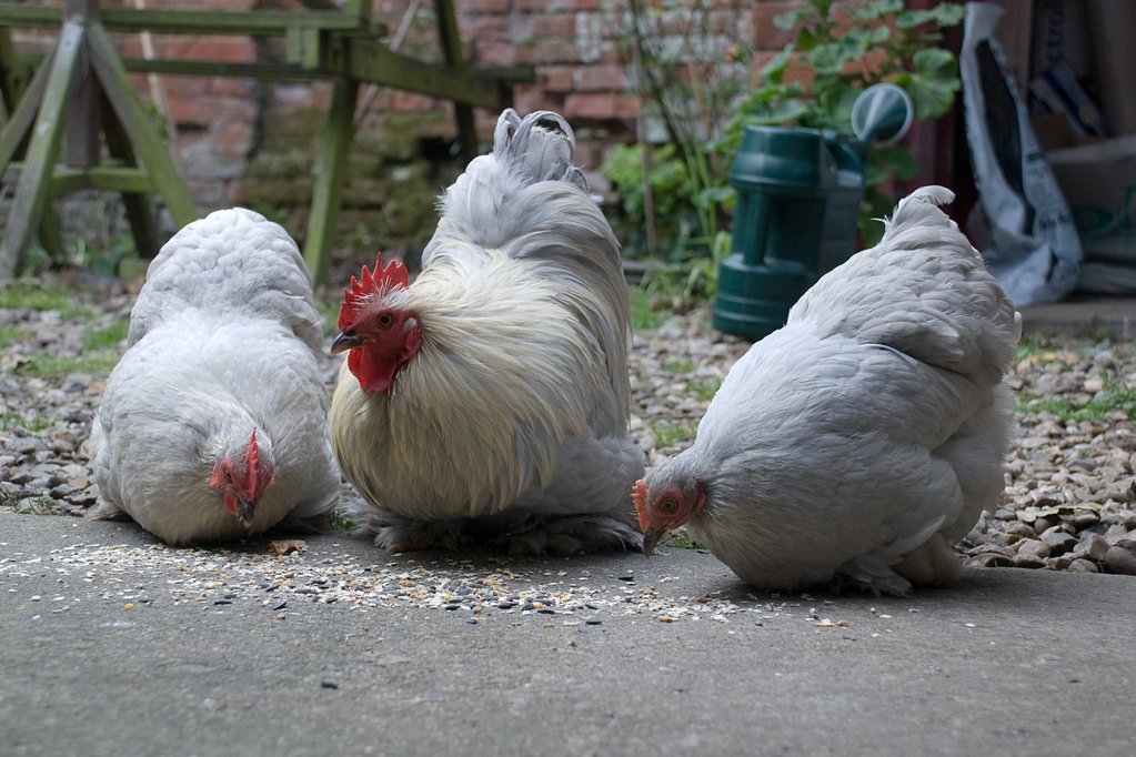Chickens