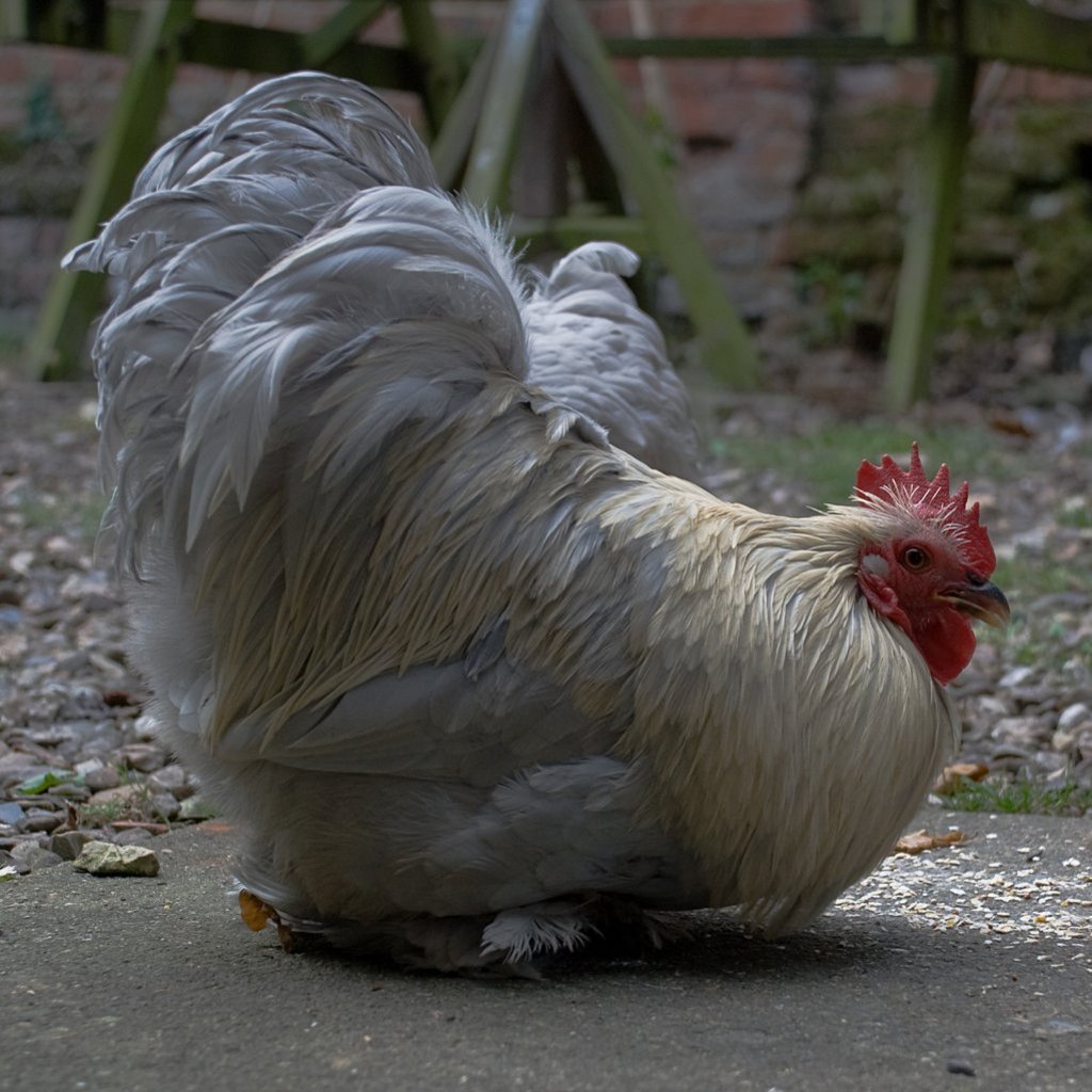 Rooster