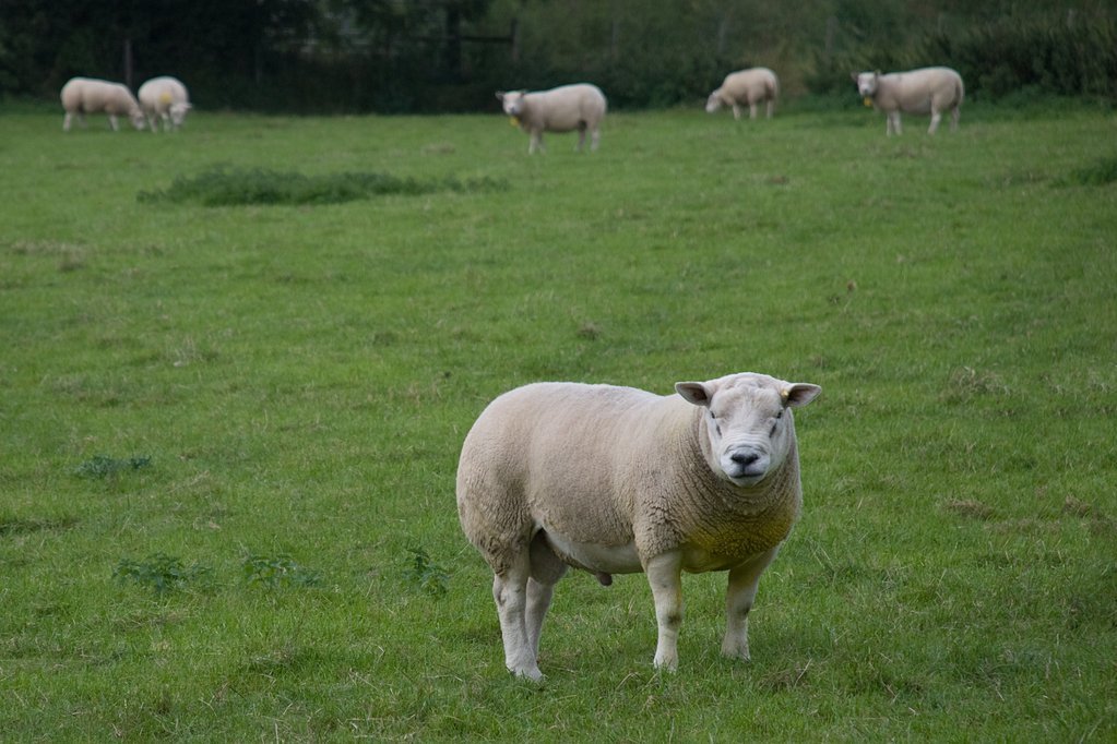 Sheep