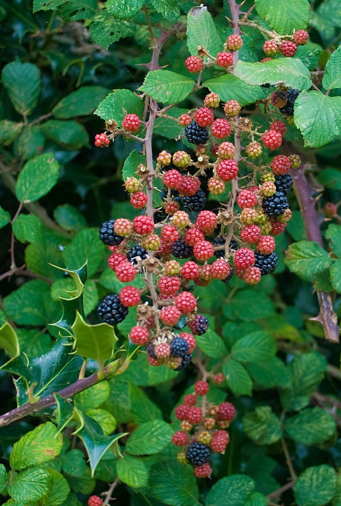 Blackberries