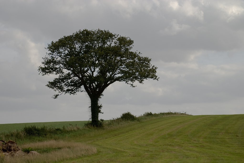 Tree in field
