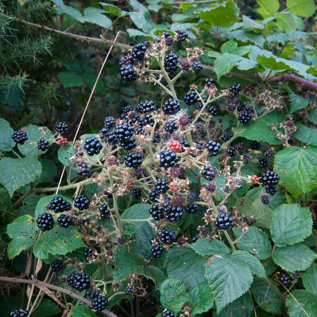 Blackberries