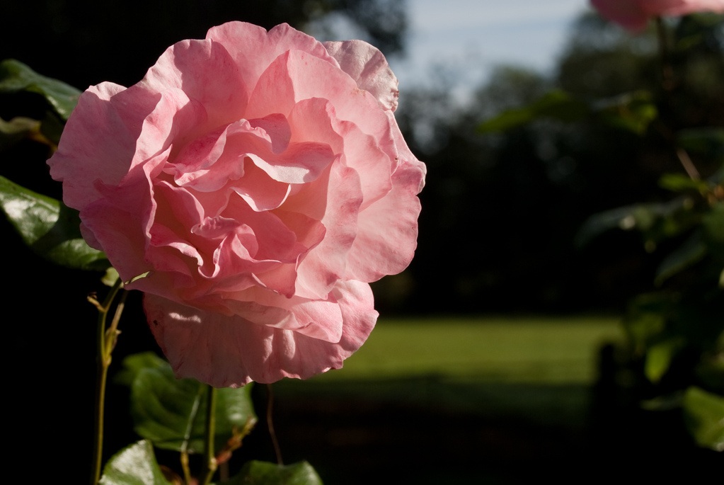Pink Rose