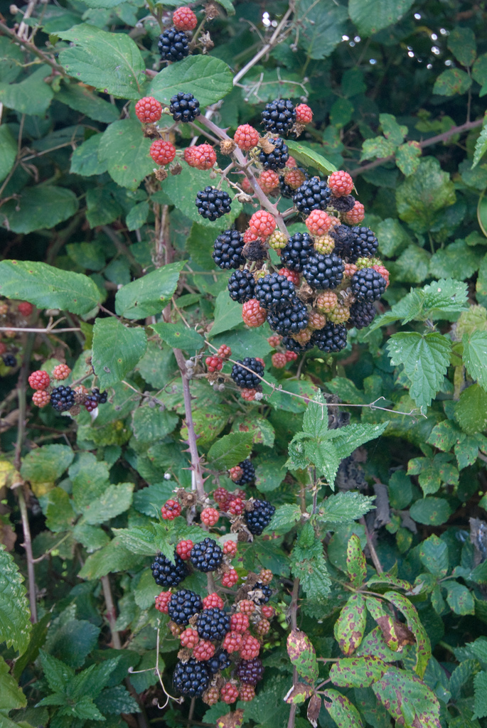 Blackberries