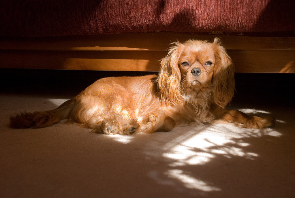 Well, his birthday was this month, so not so much the puppy anymore, I suppose