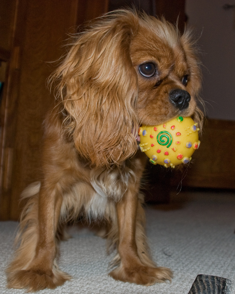 Becket plays fetch