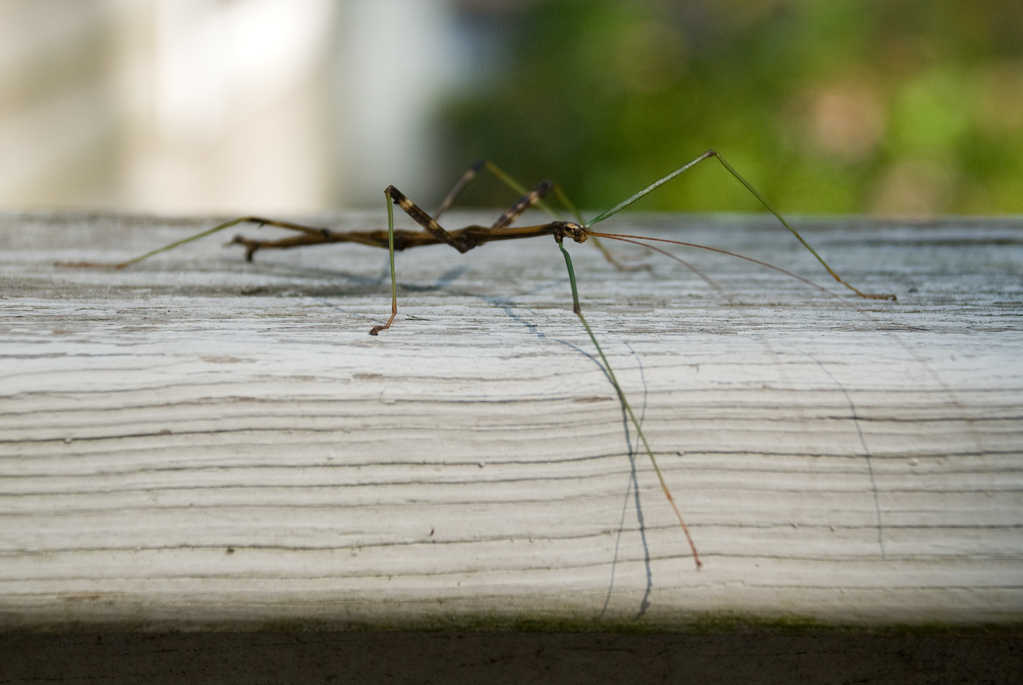 Walkingstick Walkingstick