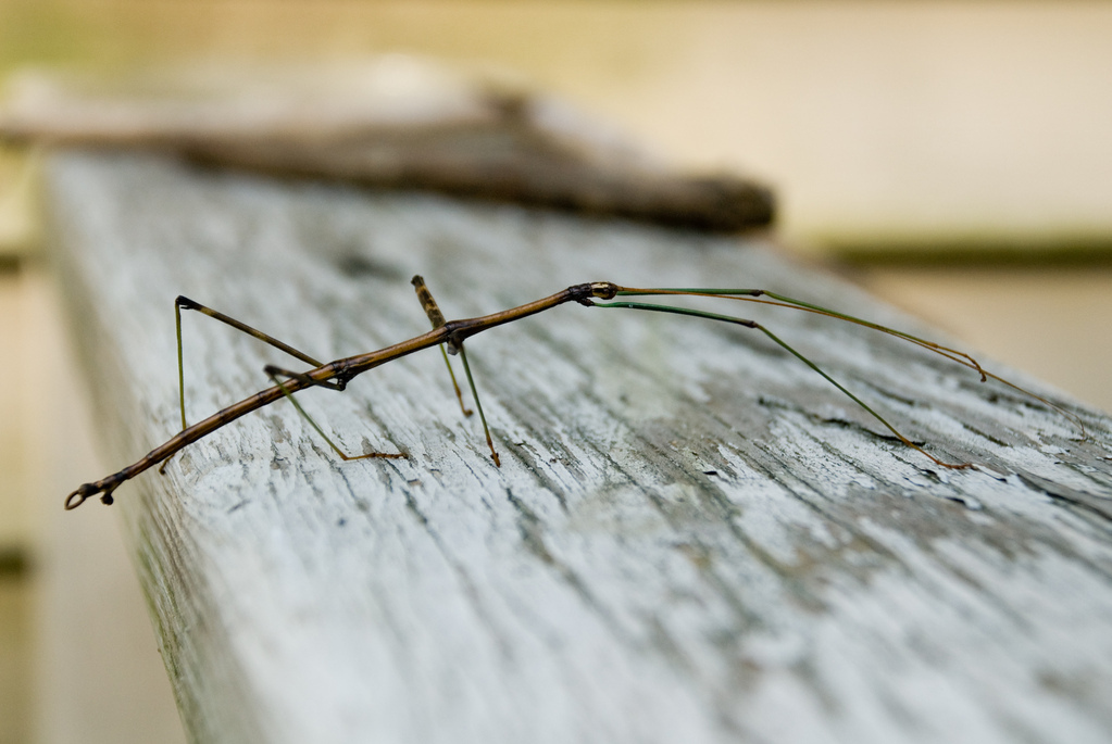 Walkingstick Walkingstick